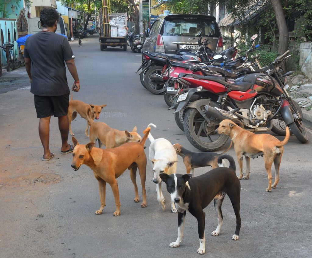 Vandalism with dumb dogs in Rohini, accused of father-son, police registered a case