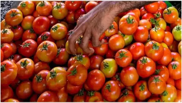 Tomatoes will be sold at Rs 80 a kg from today after the government's intervention