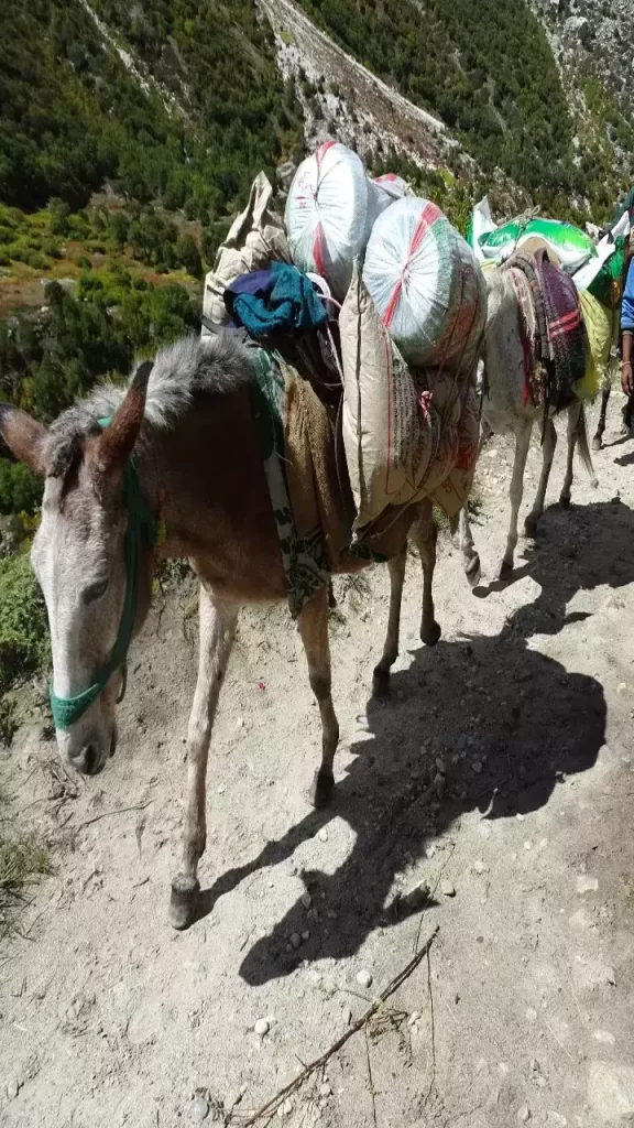 Today's story: Helpless donkey