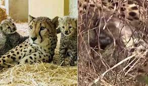 Female cheetah Jwala gives birth to three cubs