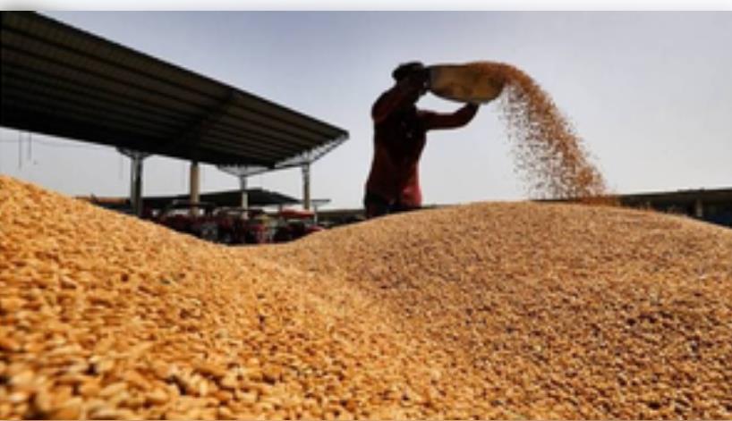 Wheat procurement in full swing, has crossed last year's total procurement figure